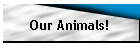 Our Animals!