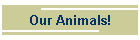 Our Animals!